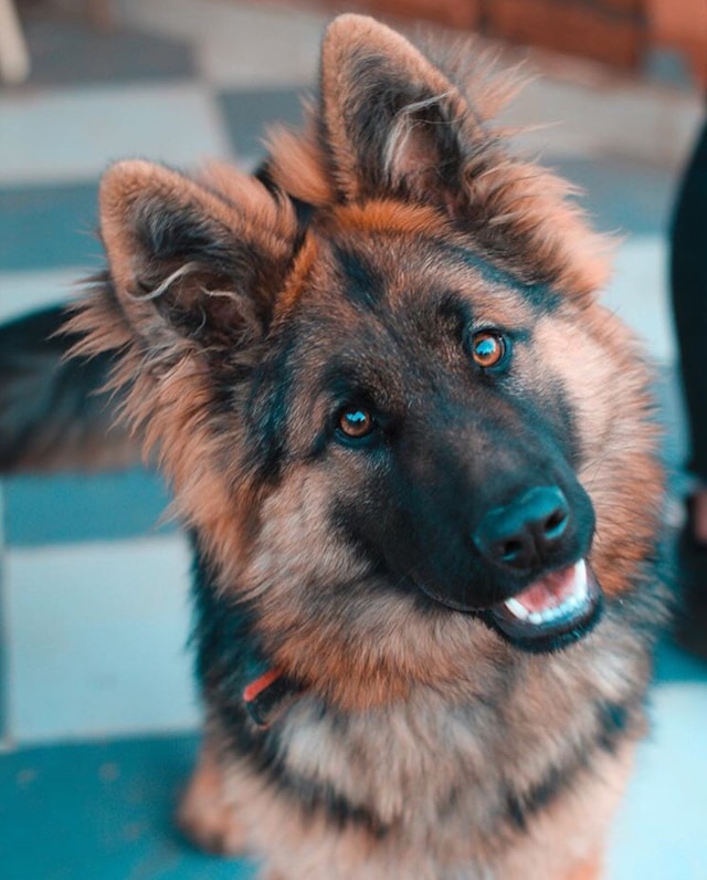 Raising a German Shepherd Puppy: A Comprehensive Guide for New Owners